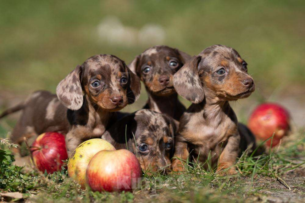 Собаки в Москве: Девочка кофейно-мраморная Девочка, 130 000 руб. - фото 3