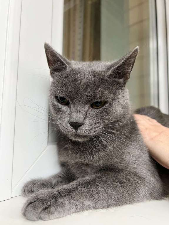 Кошки в Москве: Красивый молодой котик Сержант в добрые руки Мальчик, Бесплатно - фото 4