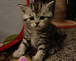Кошки в Волгограде: Шотландские вислоухие котята Разнополые, Бесплатно - фото 3