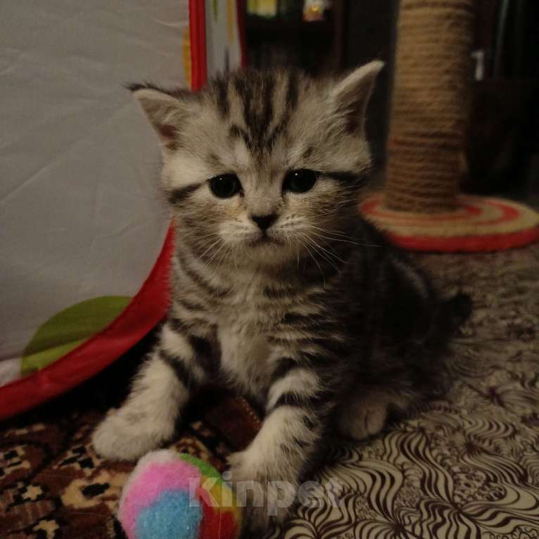 Кошки в Волгограде: Шотландские вислоухие котята Разнополые, Бесплатно - фото 3
