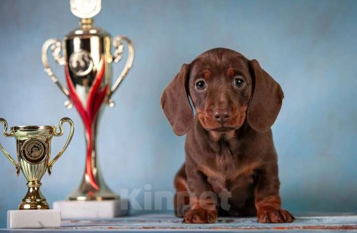 Собаки в Москве: Клубные щенки кроличьей таксы 100% Мальчик, 70 000 руб. - фото 7