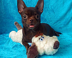 Собаки в Санкт-Петербурге: шоколадный мальчик 5 мес мелкий стандарт Мальчик, 27 000 руб. - фото 4