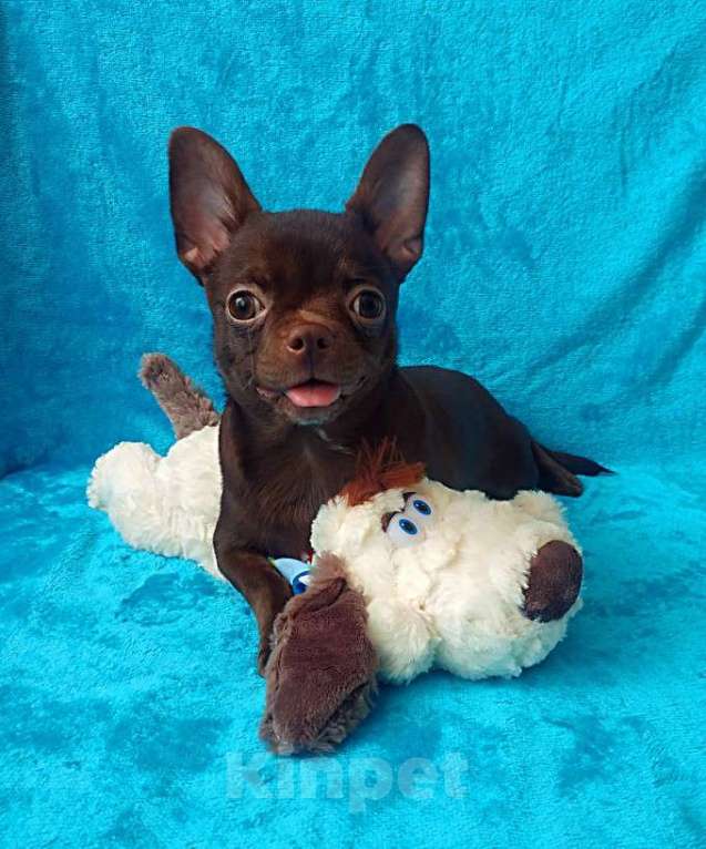 Собаки в Санкт-Петербурге: шоколадный мальчик 5 мес мелкий стандарт Мальчик, 27 000 руб. - фото 4
