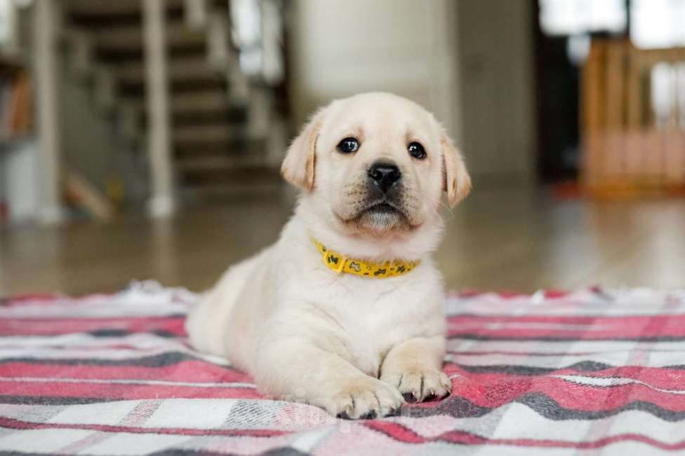Собаки в Кирове: Щенок породы Лабрадор Ретривер Мальчик, Бесплатно - фото 2