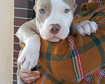 Собаки в других городах Московской области: Американский булли Разнополые, 70 000 руб. - фото 5