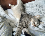 Кошки в Санкт-Петербурге: Добрая нежная кошка в добрые руки Девочка, Бесплатно - фото 4