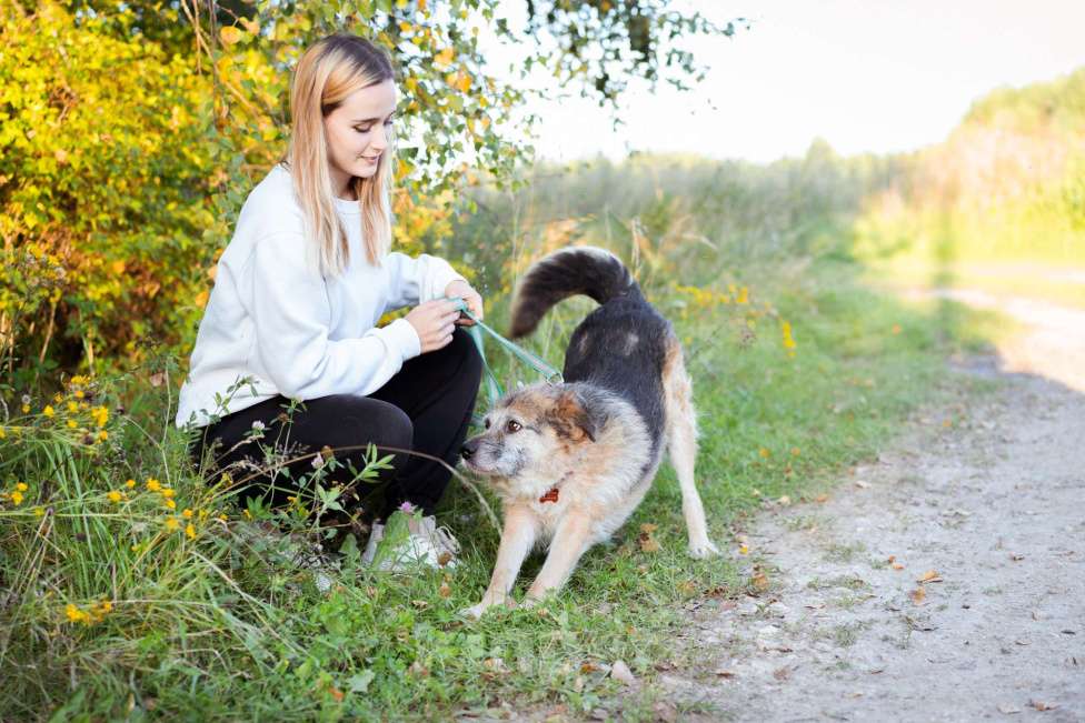 Собаки в Москве: Собака в поисках семьи! Мальчик, Бесплатно - фото 3