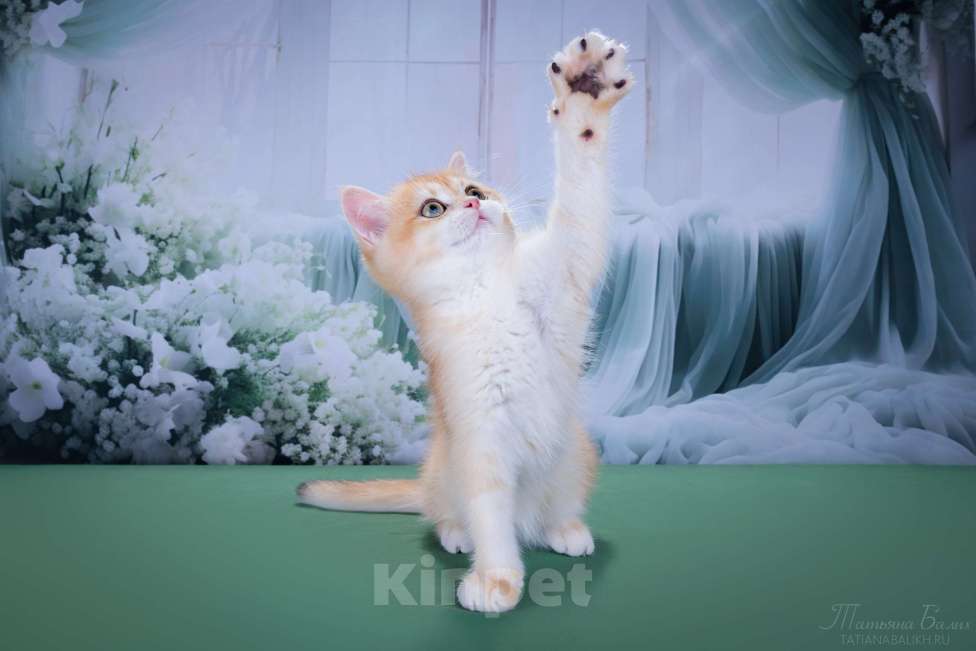 Кошки в Мытищах: Британские котята золотая шиншилла Девочка, 35 000 руб. - фото 3