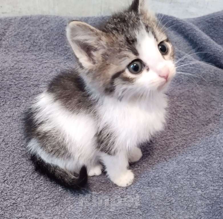 Кошки в Самаре: Котик пятнистый Мальчик, Бесплатно - фото 2