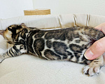 Кошки в Москве: Бенгальские котята питомник Leopardetta Мальчик, Бесплатно - фото 8