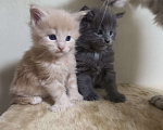 Кошки в Химках: Полидакт мейгкун котята Мальчик, Бесплатно - фото 1