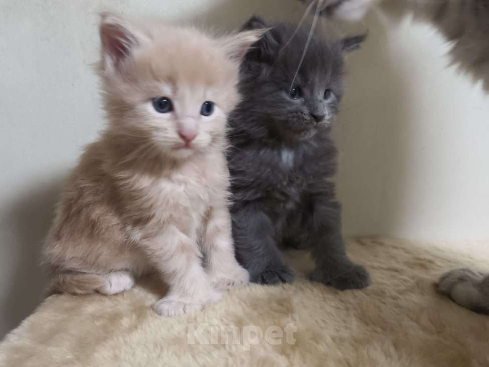 Кошки в Химках: Полидакт мейгкун котята Мальчик, Бесплатно - фото 1