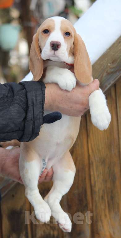 Собаки в других городах Московской области: Сука бигль Девочка, 60 000 руб. - фото 4