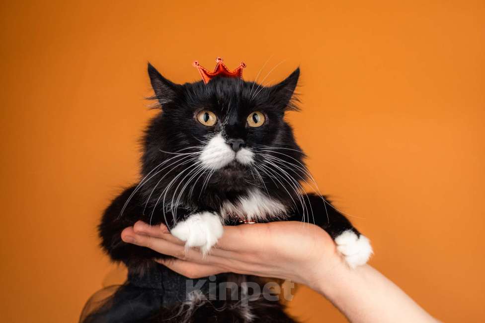 Кошки в Москве: Сногсшибательная красавица Матильда в дар Девочка, Бесплатно - фото 8