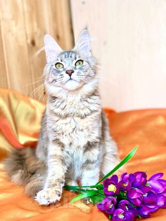 Кошки в Челябинске: 🔥🔥🔥 КОТЯТА МЕЙН-КУН ПОЛИДАКТ И КЛАССИКА Девочка, Бесплатно - фото 4