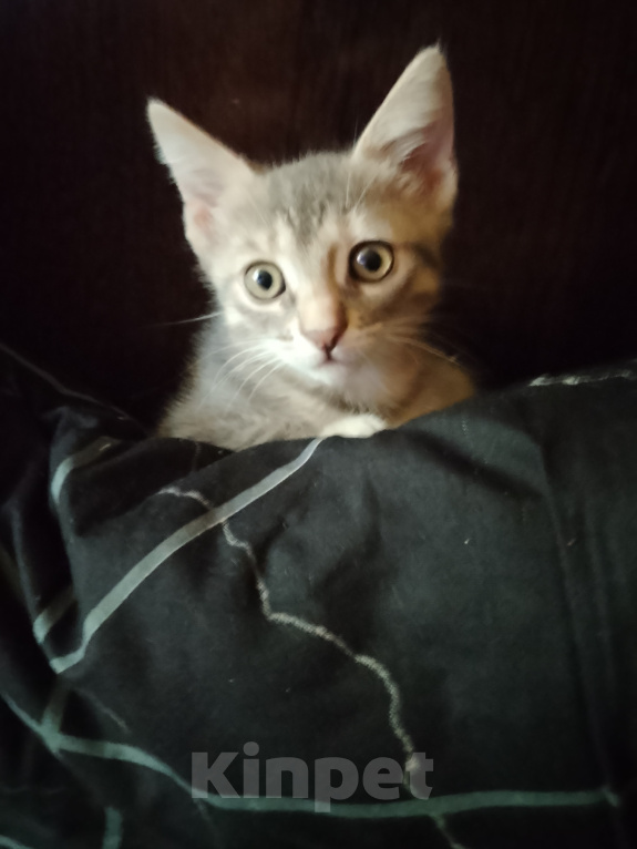 Кошки в Воронеже: Кошечка Девочка, Бесплатно - фото 3