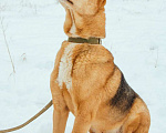 Собаки в Москве: Лелик Мальчик, Бесплатно - фото 2