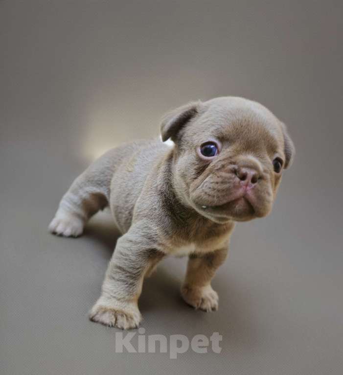 Собаки в Тюмени: Французский Бульдог Изабелла мальчики Мальчик, 80 000 руб. - фото 2