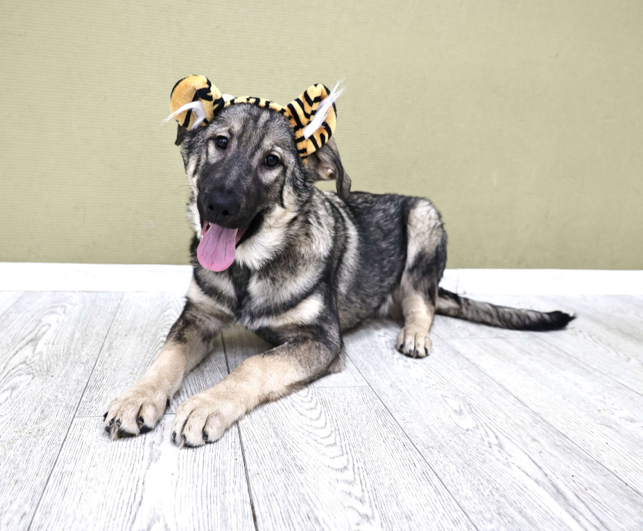 Собаки в Москве: Щенки бесплатно в Москве Мальчик, Бесплатно - фото 3