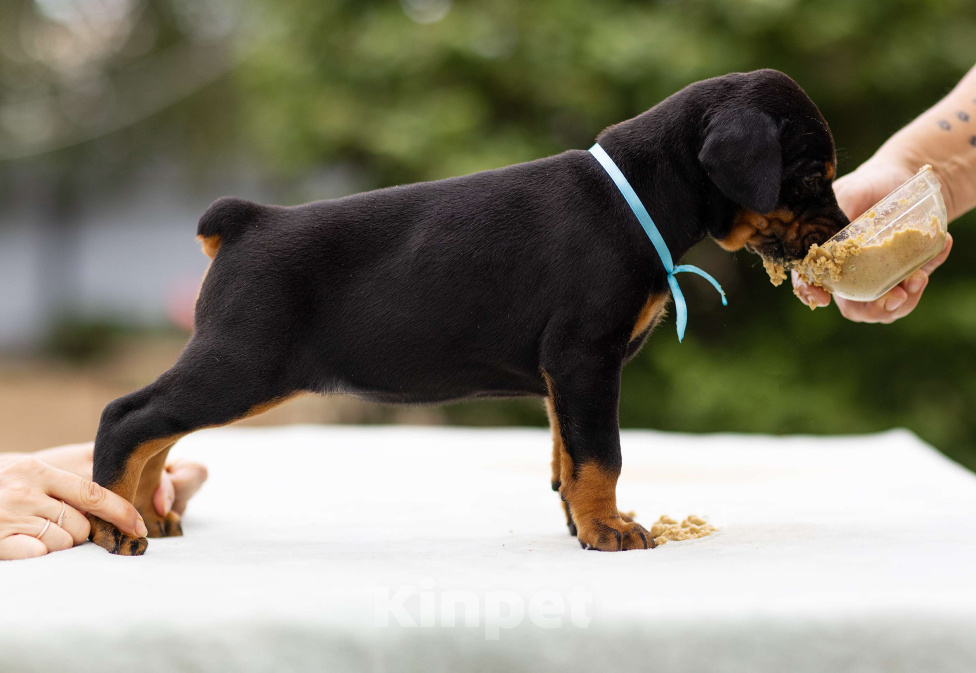 Собаки в Клине: Сука, голубая лента  Девочка, 100 000 руб. - фото 5