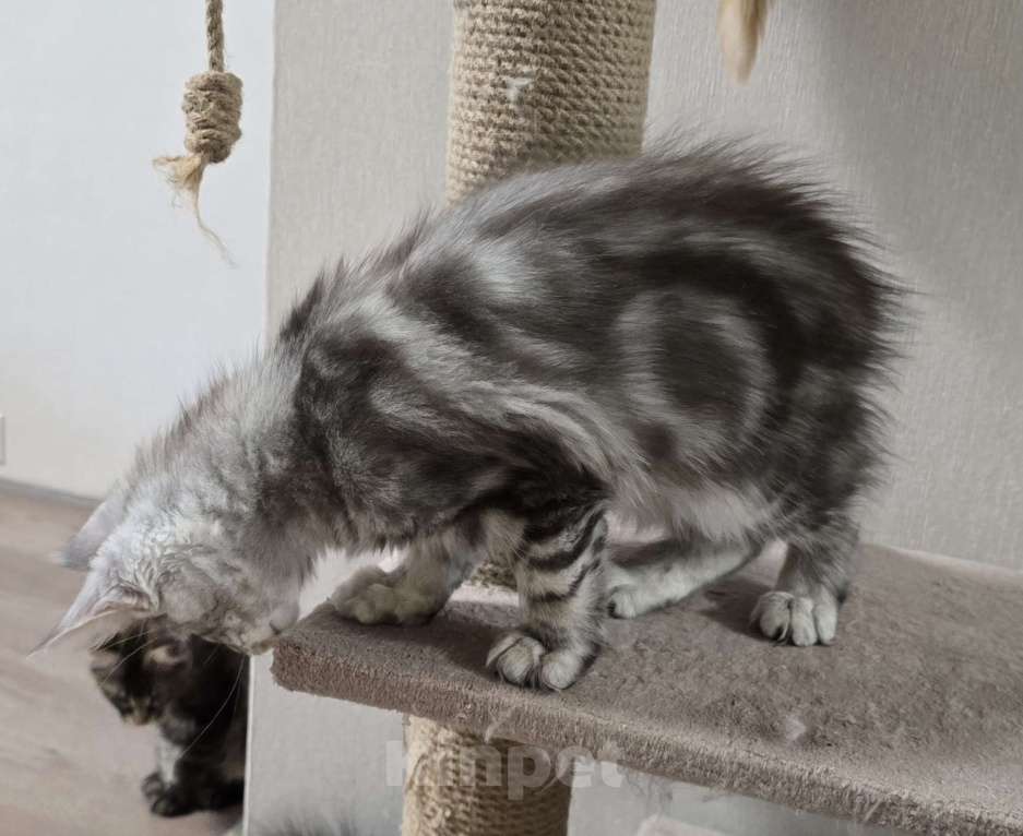 Кошки в Москве: Котята мейн-кун Девочка, 35 000 руб. - фото 7