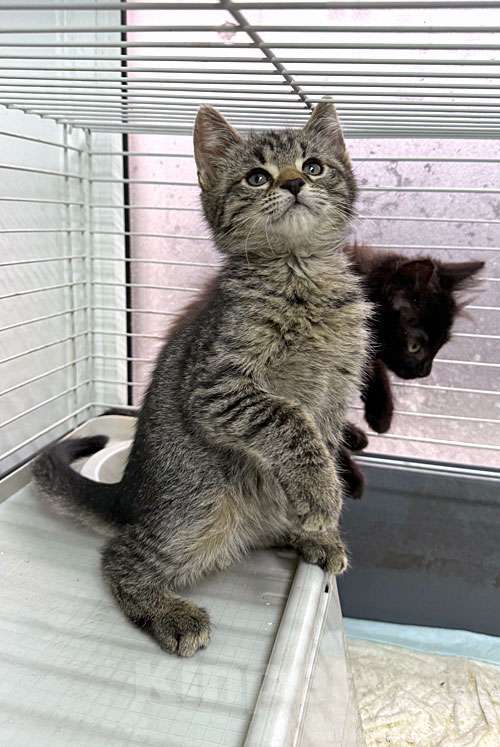 Кошки в Санкт-Петербурге: Пушистое счастье в добрые руки Ищем дом для очаровательных котят Мальчик, 10 руб. - фото 6