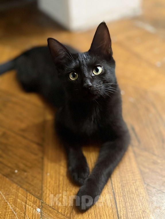 Кошки в Астрахани: Черный кот в добрые руки  Мальчик, Бесплатно - фото 3