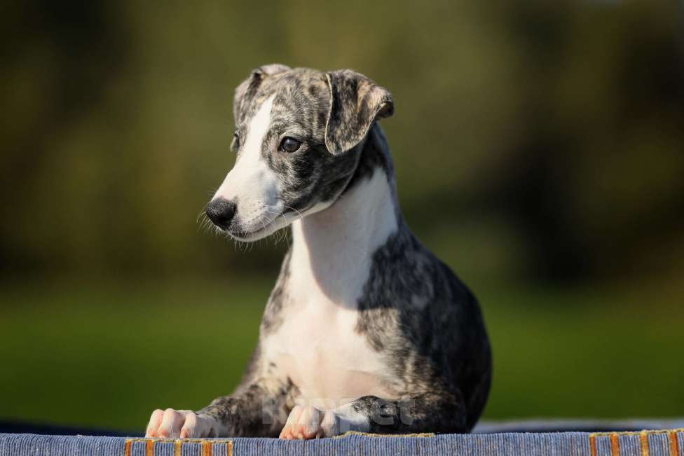 Собаки в Москве: Невероятно красивая тигровая девочка уиппет ШОУ класса Девочка, 50 000 руб. - фото 10