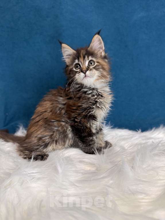 Кошки в Москве: Котенок мейн-кун девочка, шадед линия Девочка, Бесплатно - фото 4