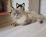 Кошки в других городах Московской области: В добрые руки Мальчик, Бесплатно - фото 5