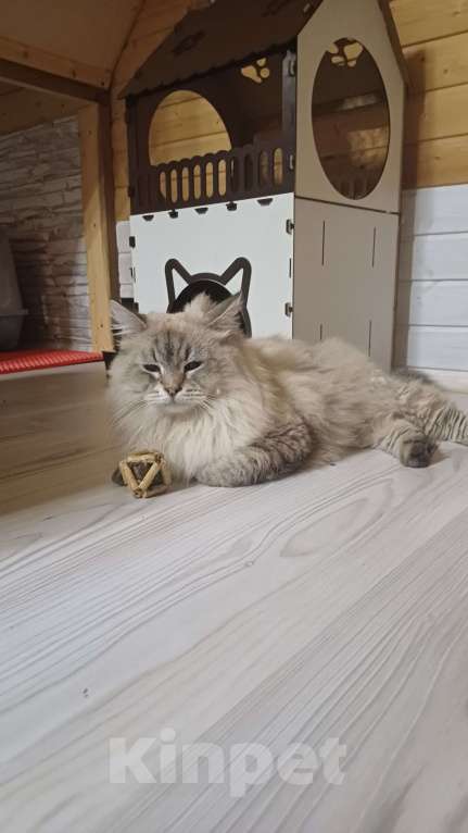 Кошки в других городах Московской области: В добрые руки Мальчик, Бесплатно - фото 5