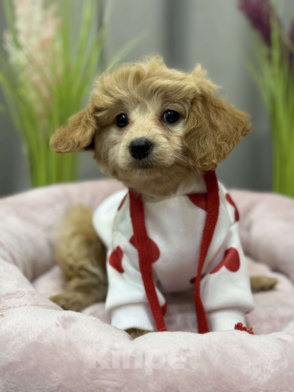 Собаки в Москве: Tutsy Девочка, 100 000 руб. - фото 2