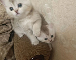 Кошки в Балашихе: Плюшевые милашки Девочка, 15 000 руб. - фото 5