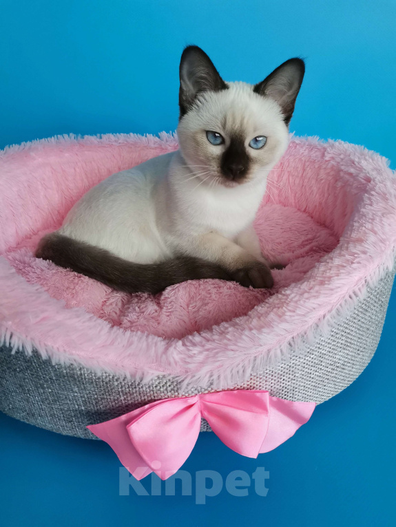 Кошки в Москве: Тайские котята из питомника Topaze De Lux  Девочка, Бесплатно - фото 2