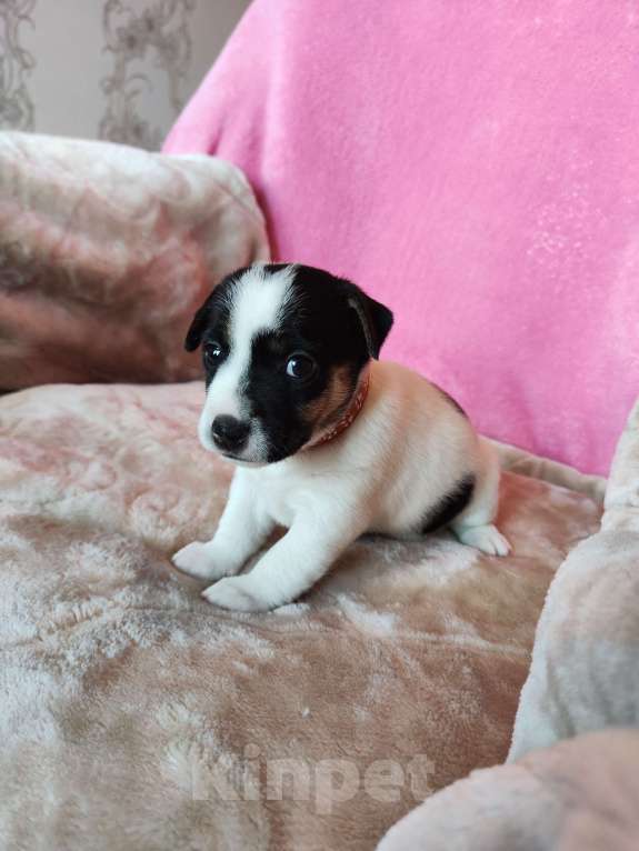 Собаки в Волгограде: Щенок Джек Рассел терьер  Мальчик, 20 000 руб. - фото 1