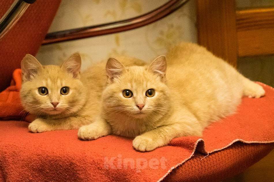 Кошки в Москве: Сладкая парочка для опытного кошатника Девочка, 500 руб. - фото 1