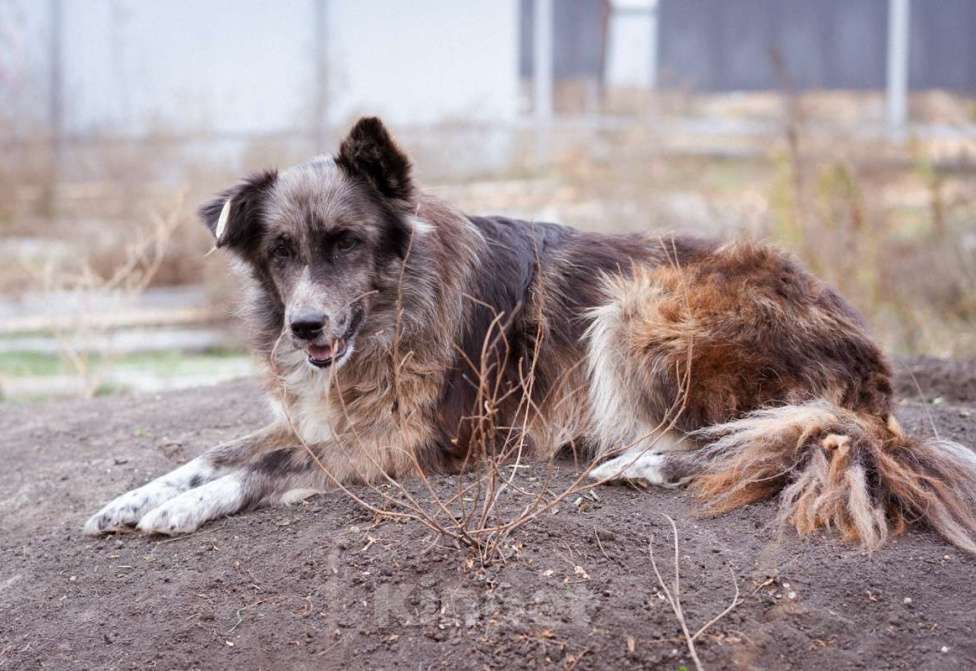 Собаки в Москве: Метис бордер-колли. Агата, 5 лет Девочка, Бесплатно - фото 8