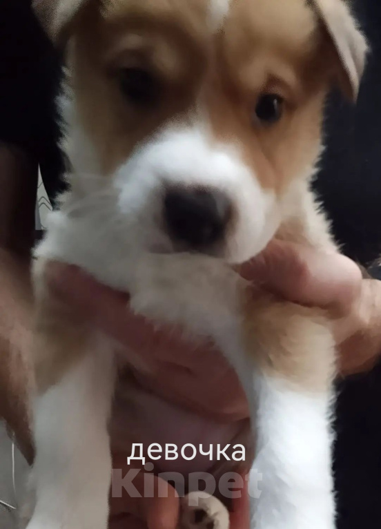 Собаки в Красноярске: Щенки в добрые руки Девочка, Бесплатно - фото 6