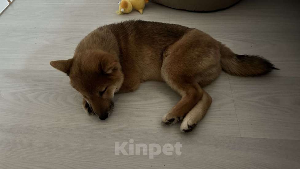 Собаки в Люберцах: Сиба-Ину щенок Мальчик, 60 000 руб. - фото 2