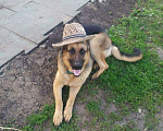 Собаки в Тюмени: Нужна сучка для овчаренка, 1 руб. - фото 2
