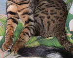 Кошки в Иваново: Бенгальский кот вязка, 5 000 руб. - фото 2