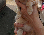 Кошки в Арзамасе: Бесплатно, Бесплатно - фото 3