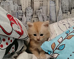 Кошки в Болхове: Мейн кун котята, 10 000 руб. - фото 2