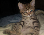 Кошки в Кстово: Британские котята, 1 000 руб. - фото 7