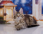 Кошки в Кудымкаре: Котенок Мейн кун кот., 20 000 руб. - фото 4