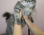 Кошки в Новоалтайске: Кошка Милка, стерилизована, лоток 5+, Бесплатно - фото 2