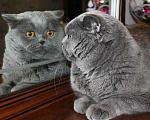 Кошки в Кувшиново: Вязка с Британским опытным котом, 3 000 руб. - фото 6