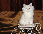 Кошки в Москве: Персидский котенок Ричард Марс Д.М Мальчик, 1 руб. - фото 1