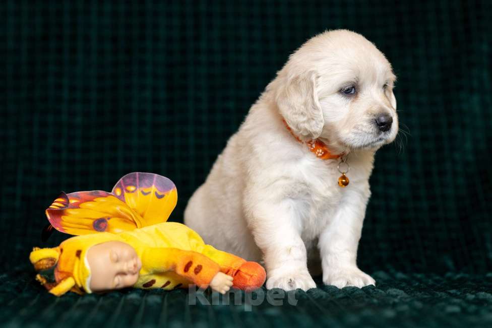 Собаки в других городах Московской области: Зара Девочка, 100 000 руб. - фото 5