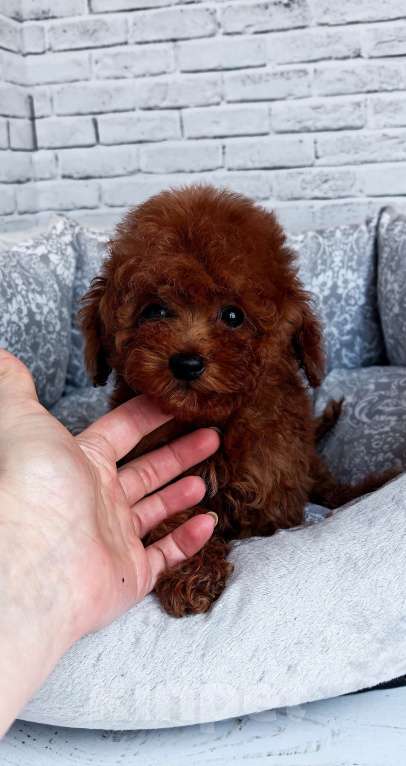 Собаки в Москве: Мальчик той пудель микро размер Мальчик, 100 000 руб. - фото 1